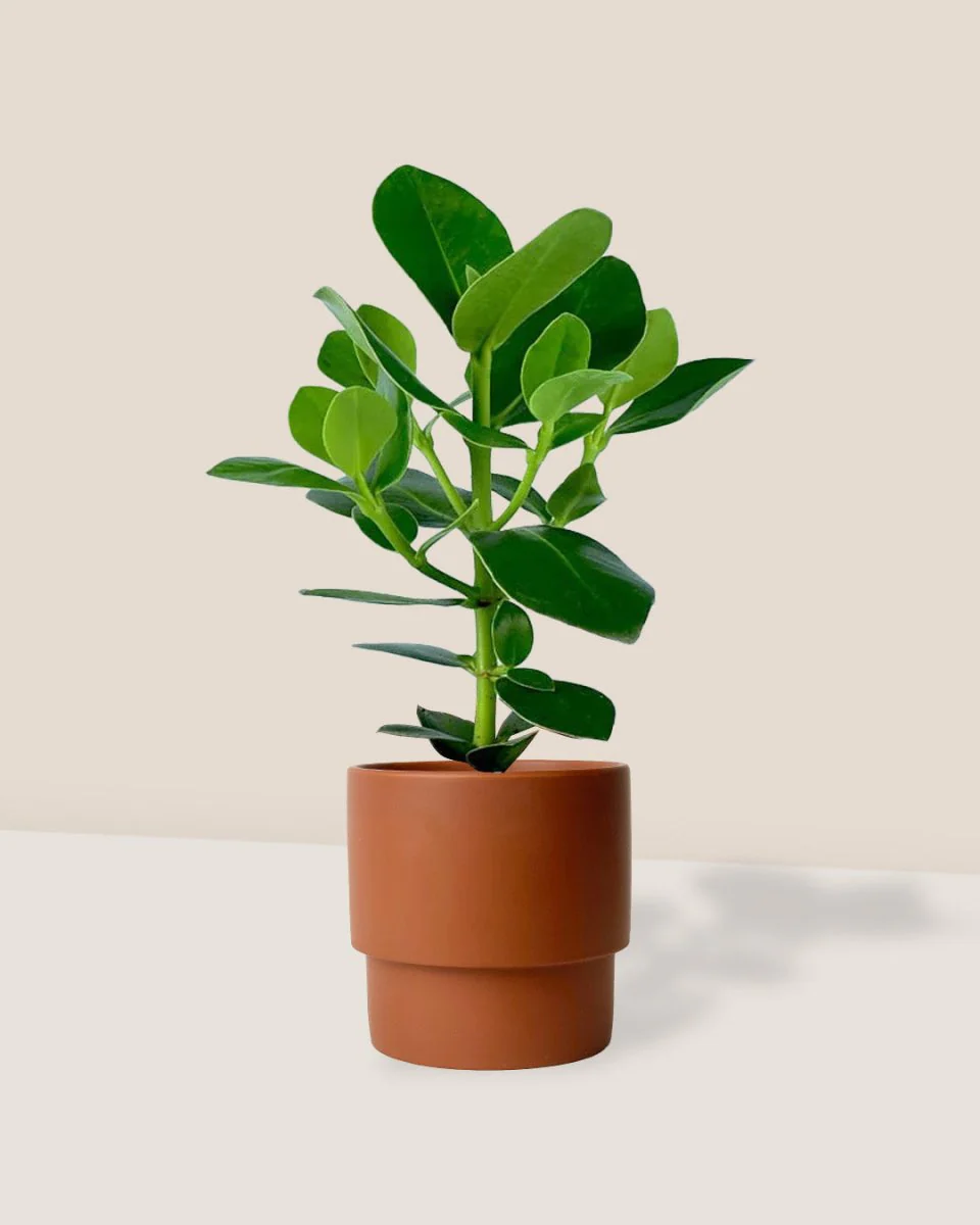 Clusia Rosea - Image 4