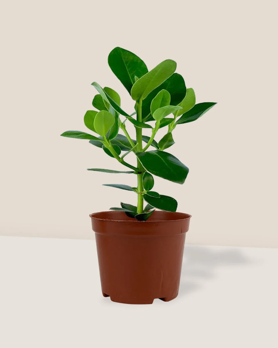 Clusia Rosea - Image 5