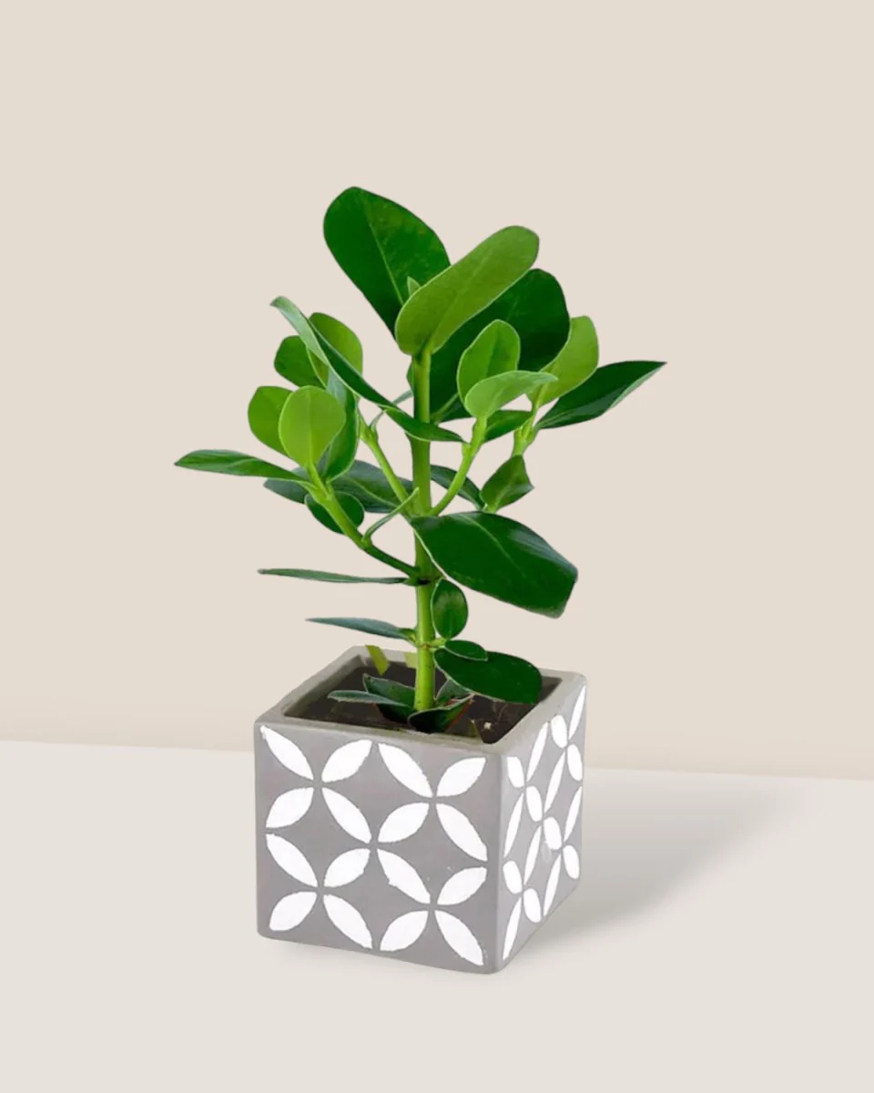 Clusia Rosea - Image 6