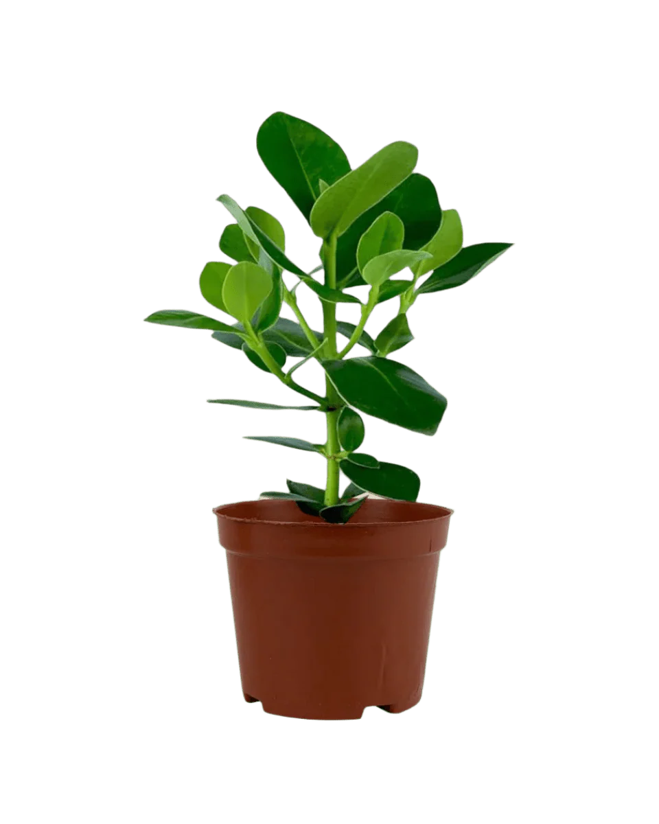 Clusia Rosea - Image 7