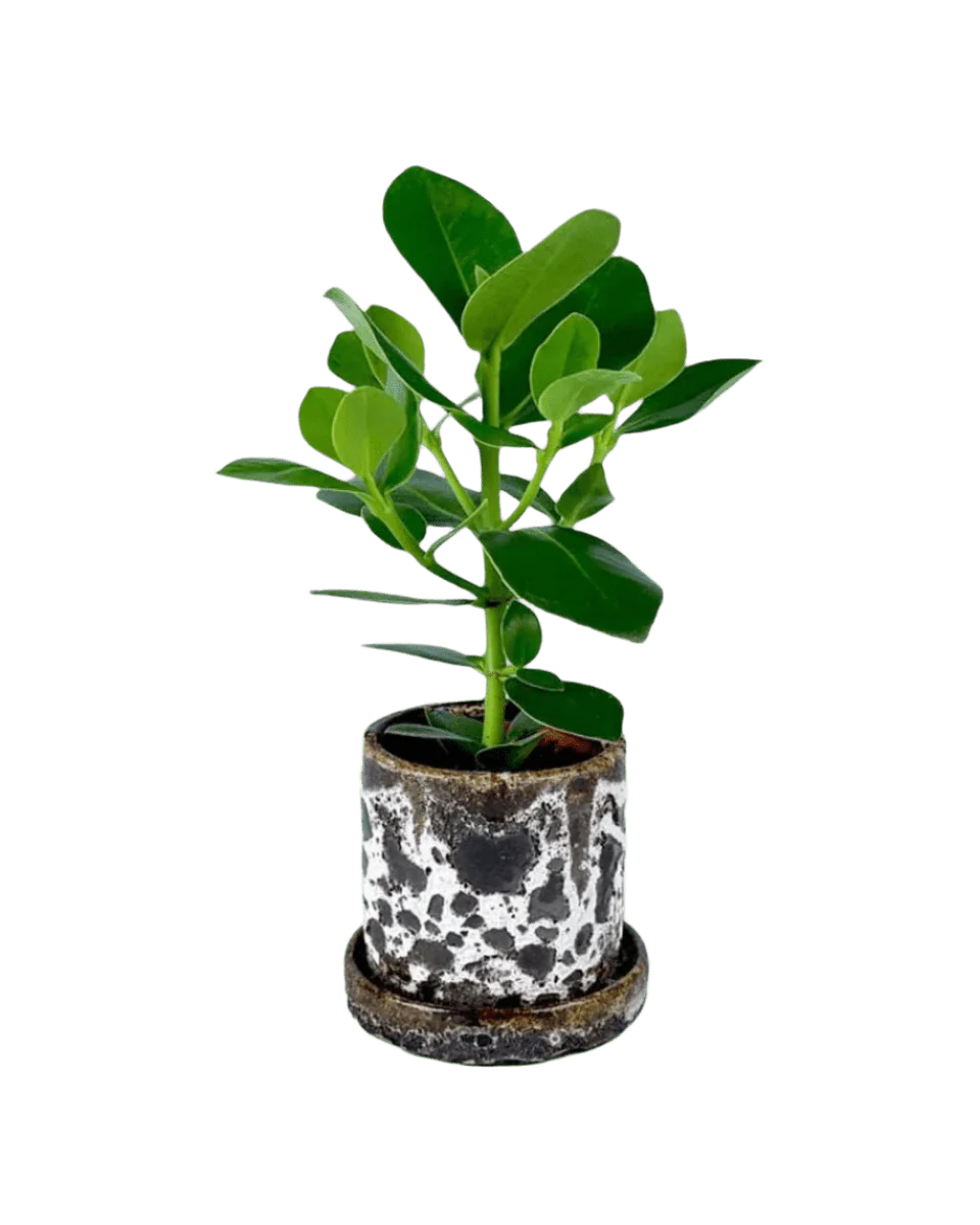 Clusia Rosea - Image 8