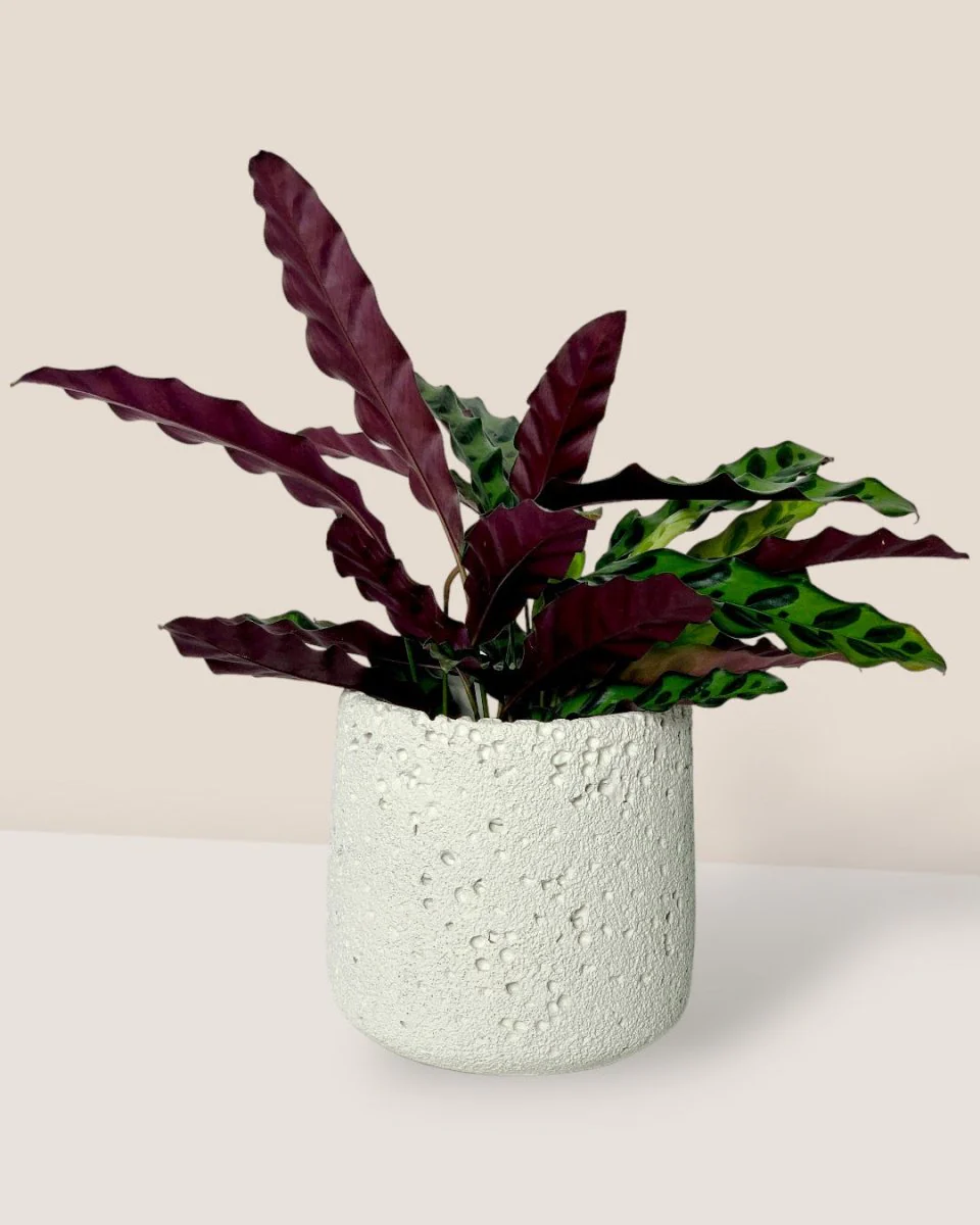 Coarse Cylinder Planter - Image 10