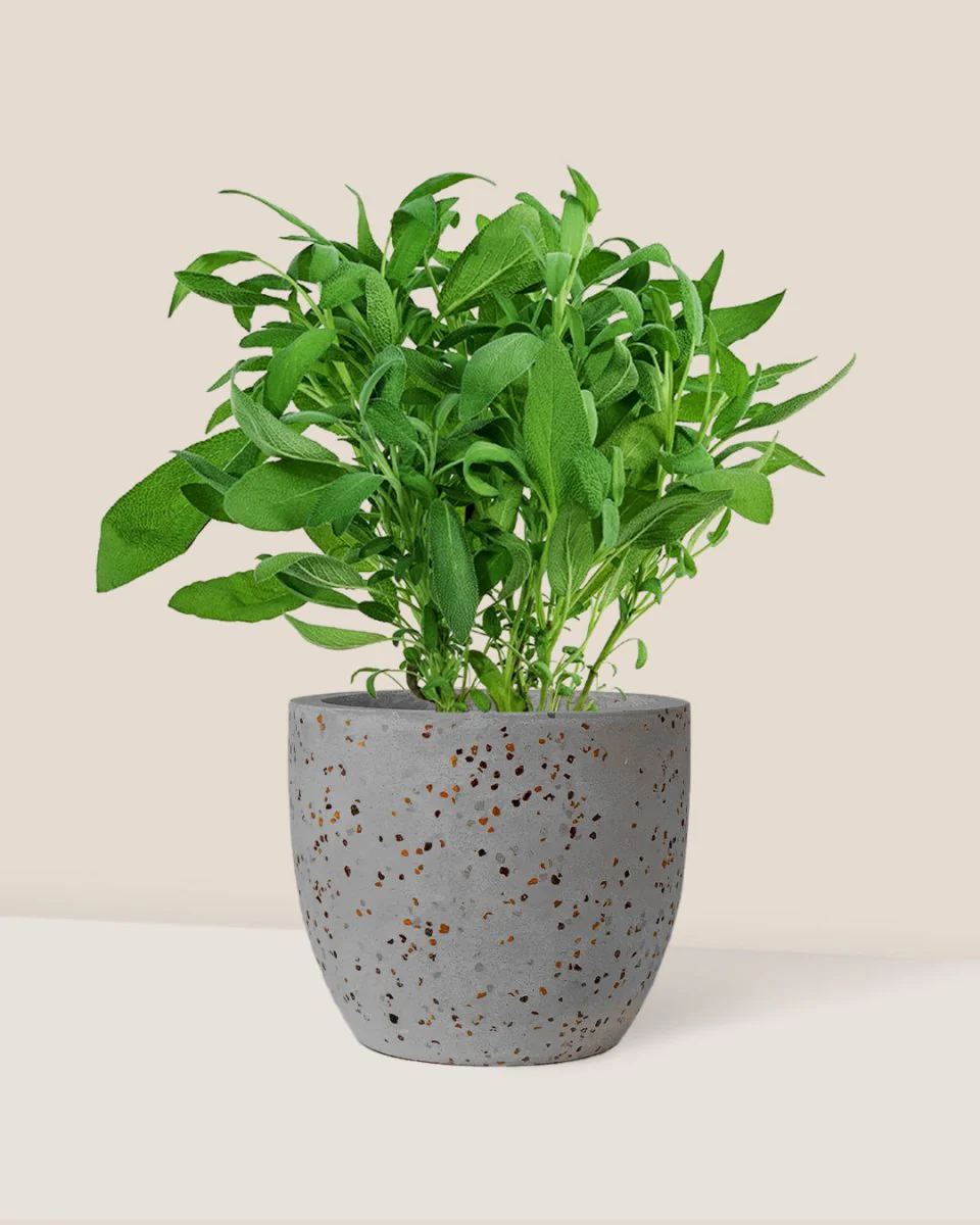 Common Sage - Salvia Officinalis - Image 4