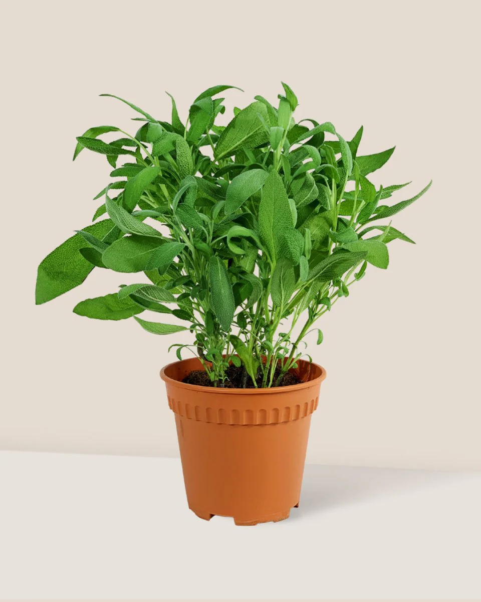 Common Sage - Salvia Officinalis - Image 6