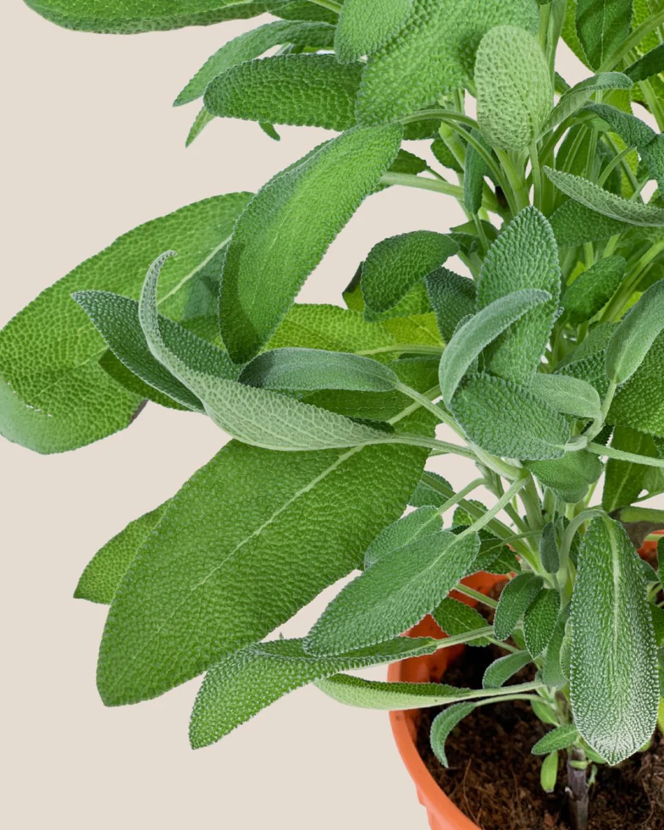 Common Sage - Salvia Officinalis - Image 7
