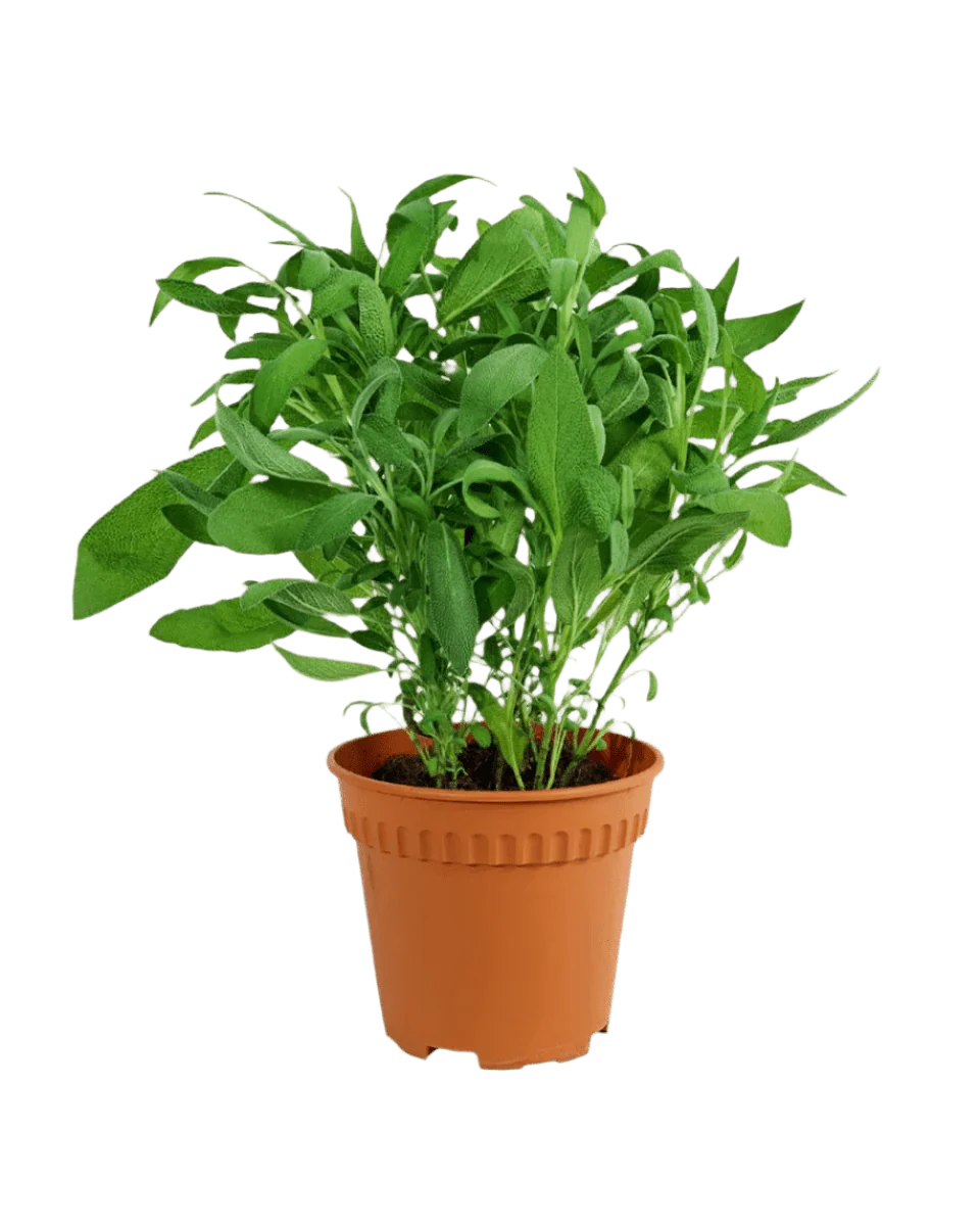 Common Sage - Salvia Officinalis - Image 8