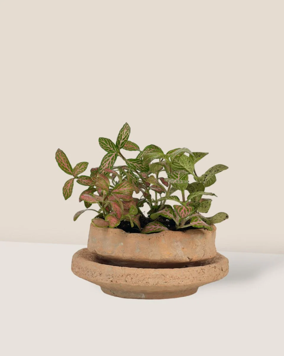 Coral Stone Ceramic Planter - Image 3