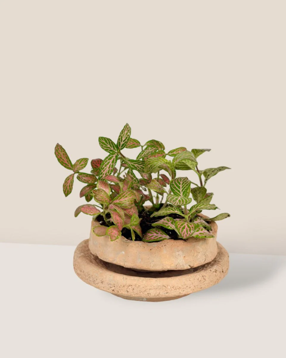 Coral Stone Ceramic Planter - Image 6