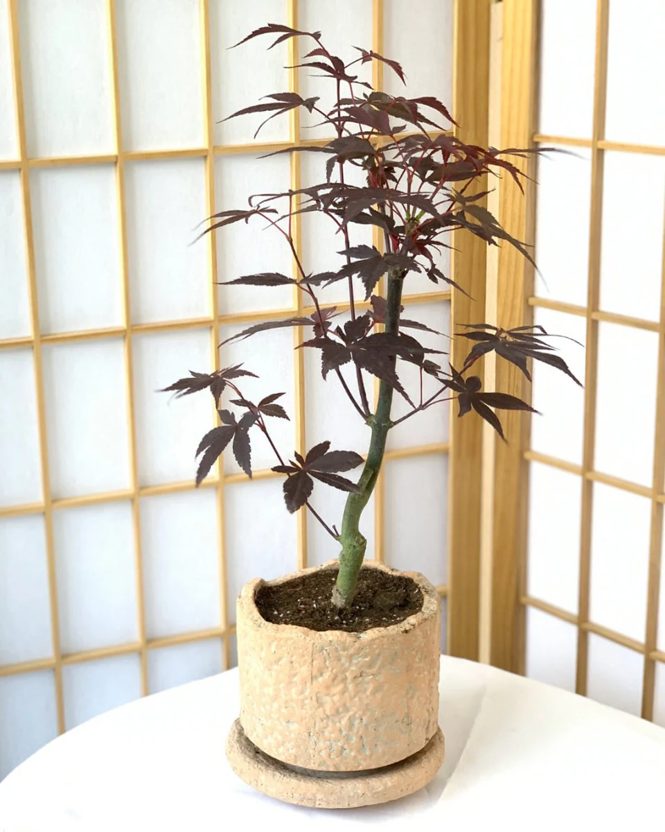 Coral Stone Ceramic Planter - Image 9