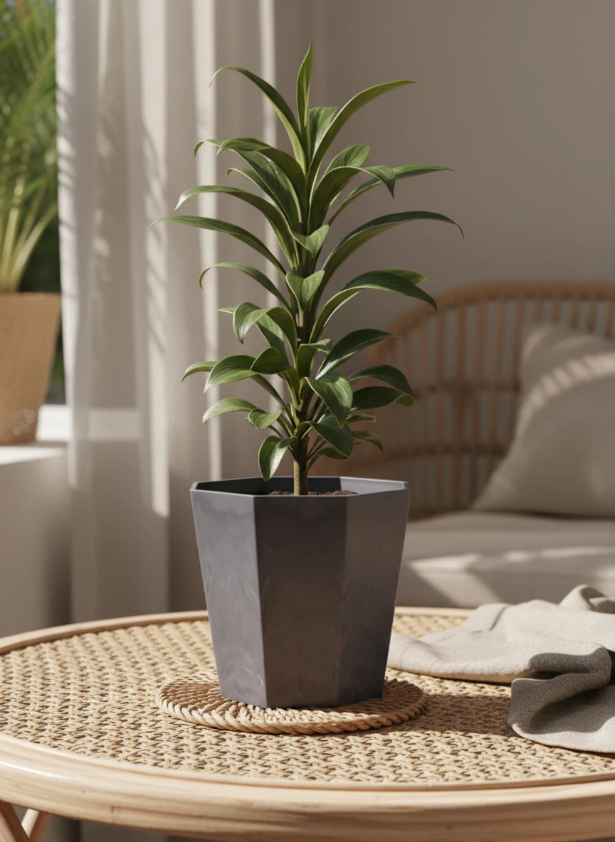Cordyline 'Chocolate Queen'