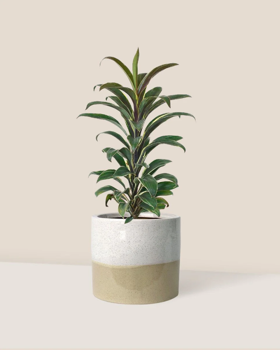 Cordyline 'Chocolate Queen' - Image 10