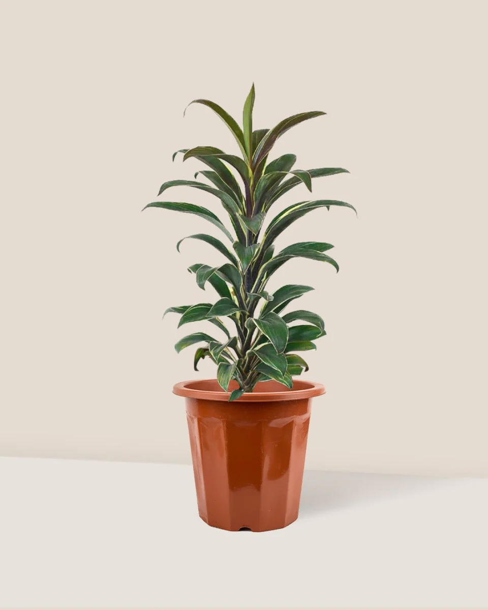 Cordyline 'Chocolate Queen' - Image 12