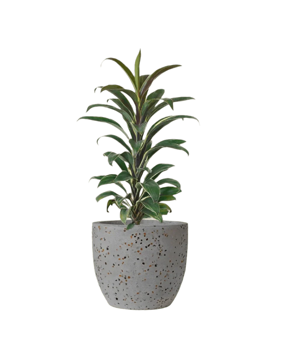 Cordyline 'Chocolate Queen' - Image 14