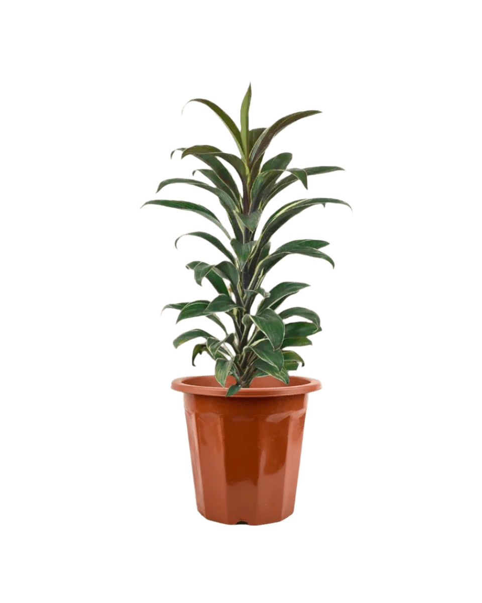 Cordyline 'Chocolate Queen' - Image 15
