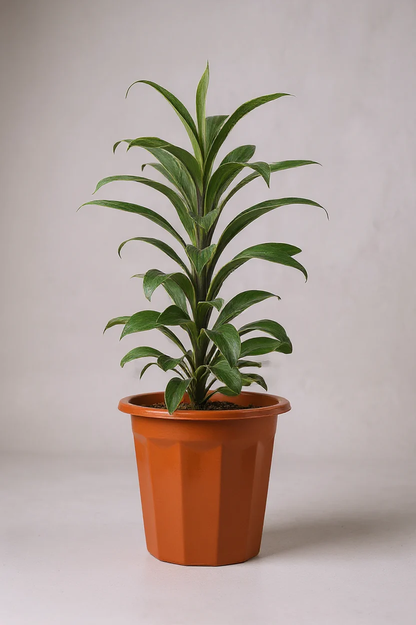 Cordyline 'Chocolate Queen' - Image 6