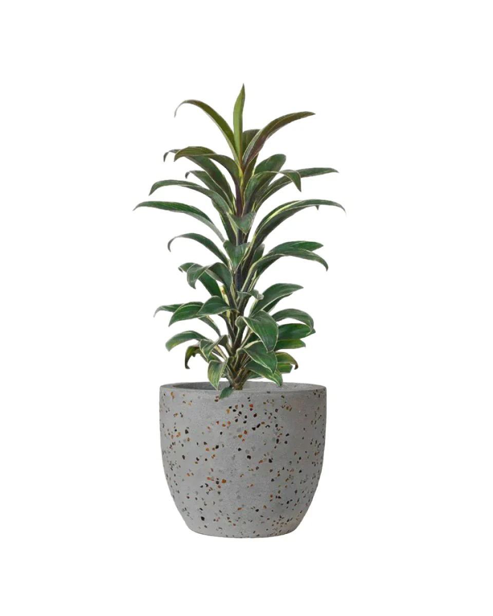 Cordyline 'Chocolate Queen' - Image 7