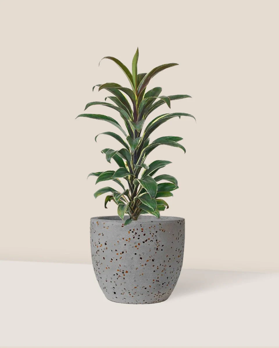 Cordyline 'Chocolate Queen' - Image 9