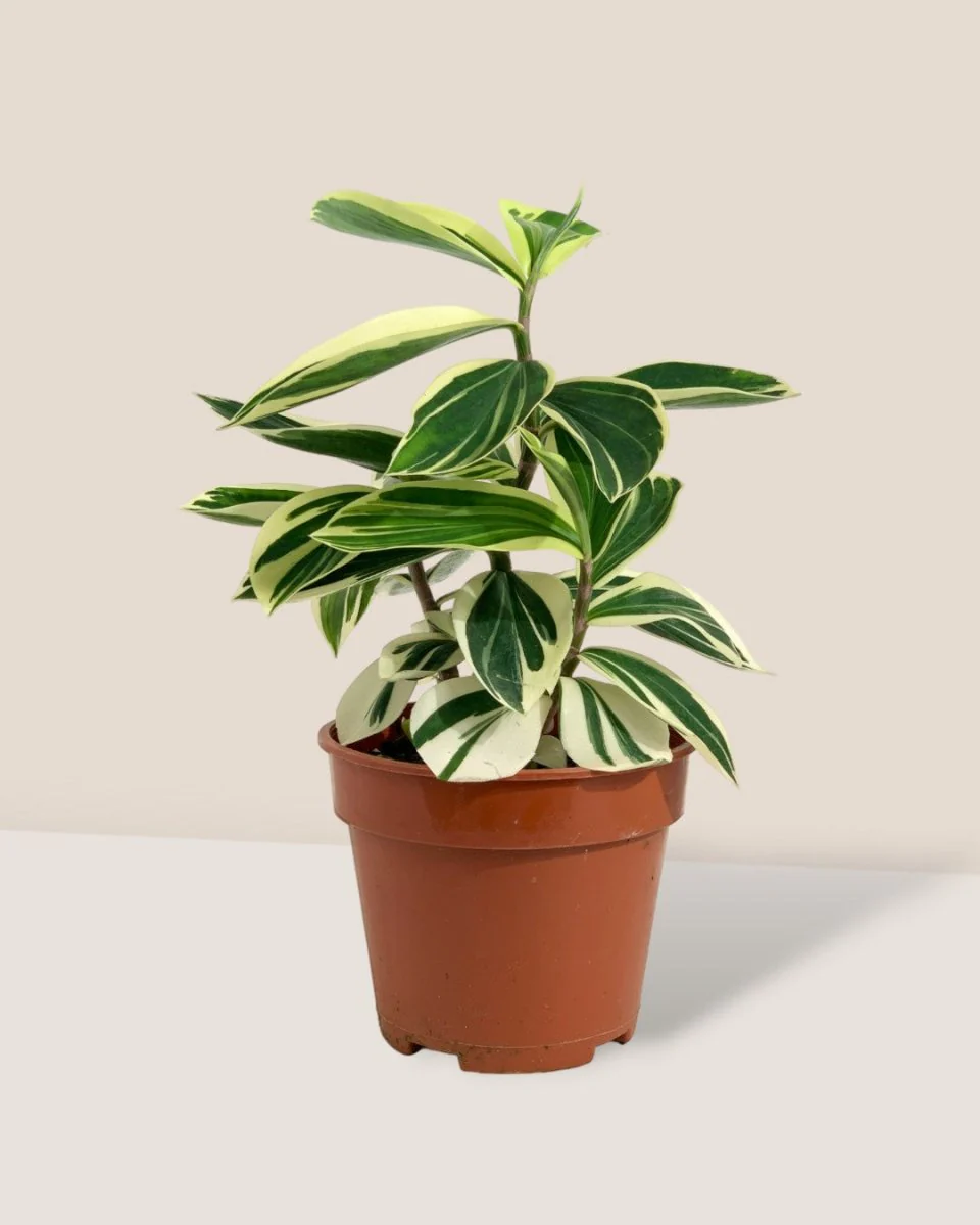 Costus Arabicus Variegata - Image 5