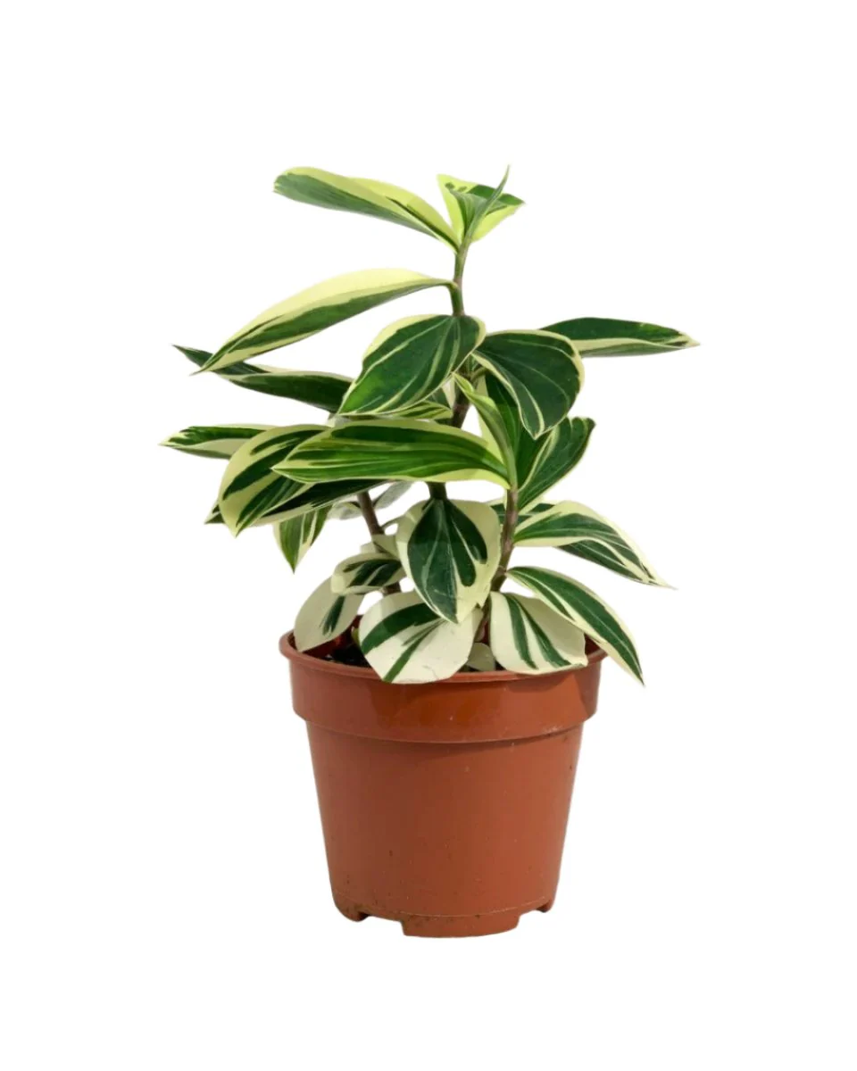 Costus Arabicus Variegata - Image 8