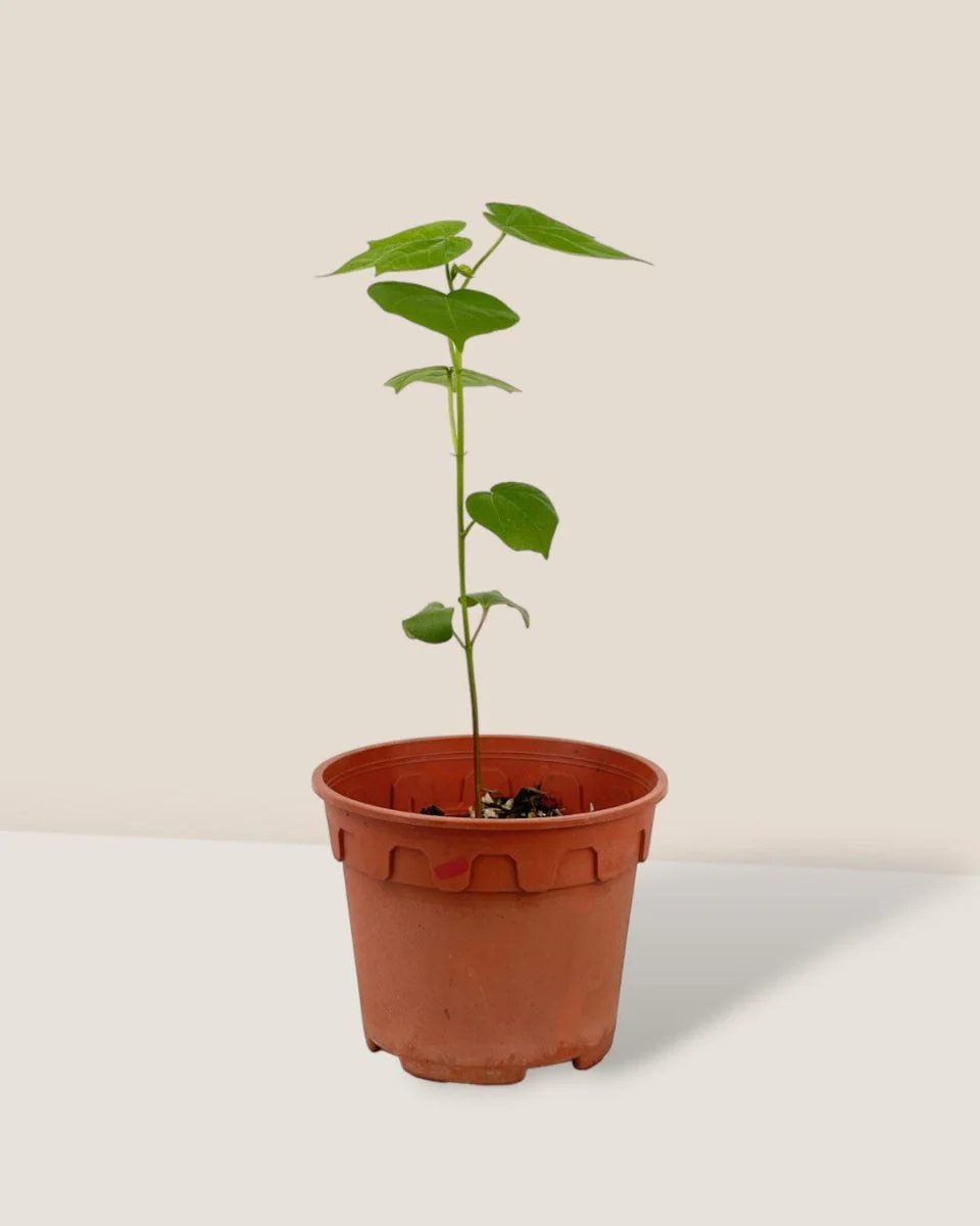 Cotton Plant - Small - Image 4