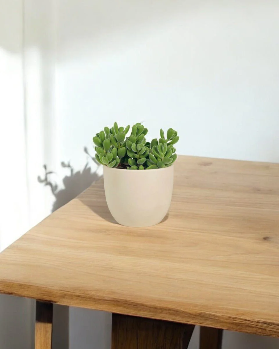 Cotyledon Tormentosa - Image 2