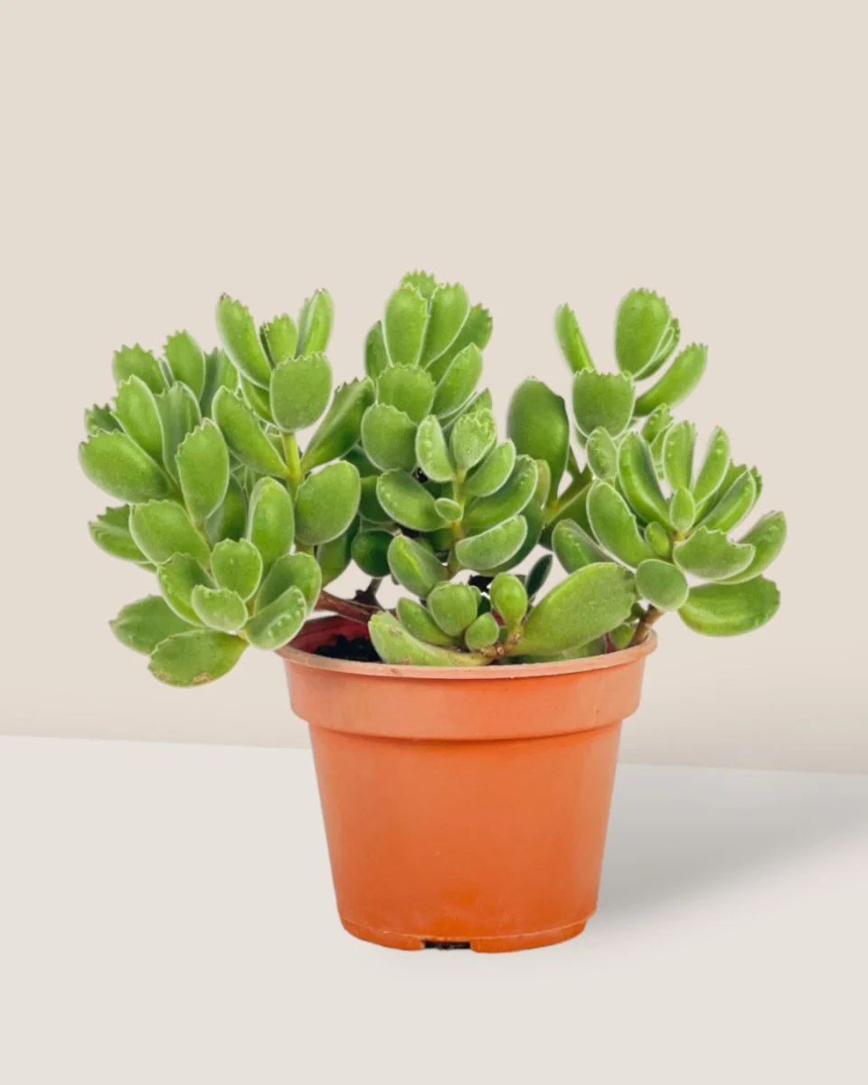 Cotyledon Tormentosa - Image 3