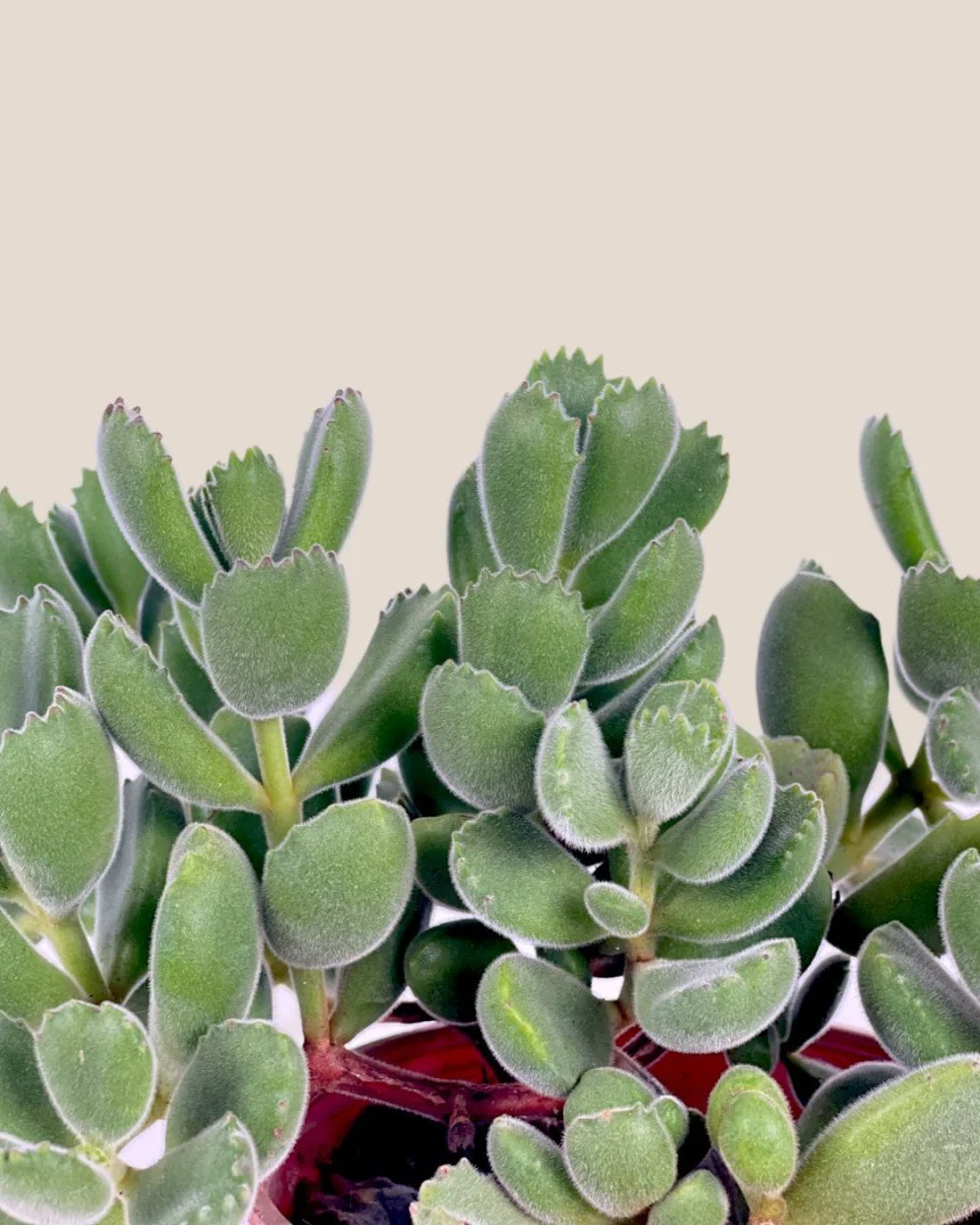 Cotyledon Tormentosa - Image 4
