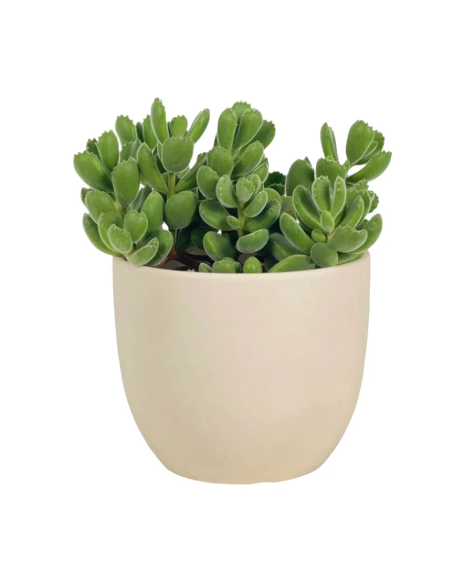 Cotyledon Tormentosa - Image 5