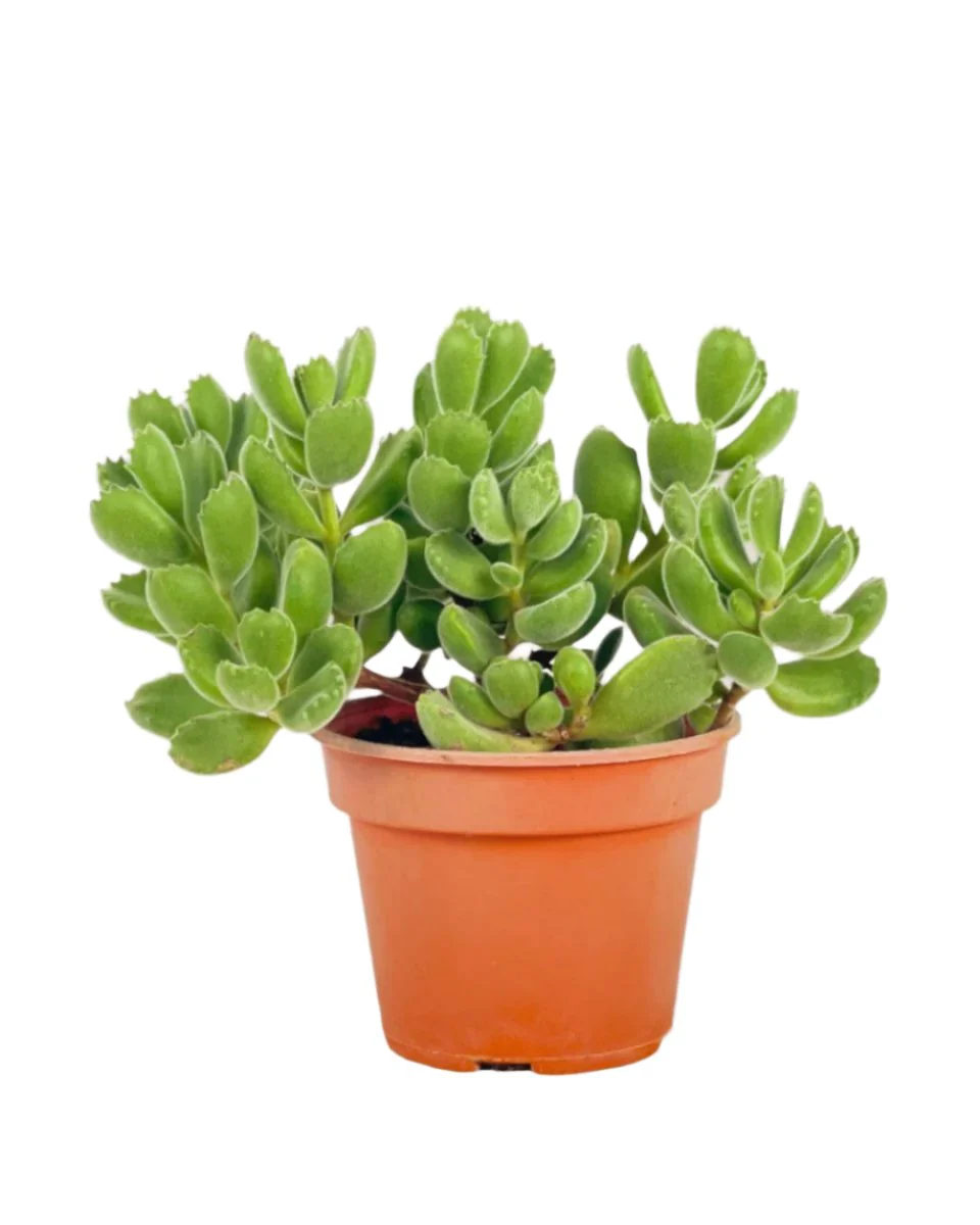 Cotyledon Tormentosa - Image 6