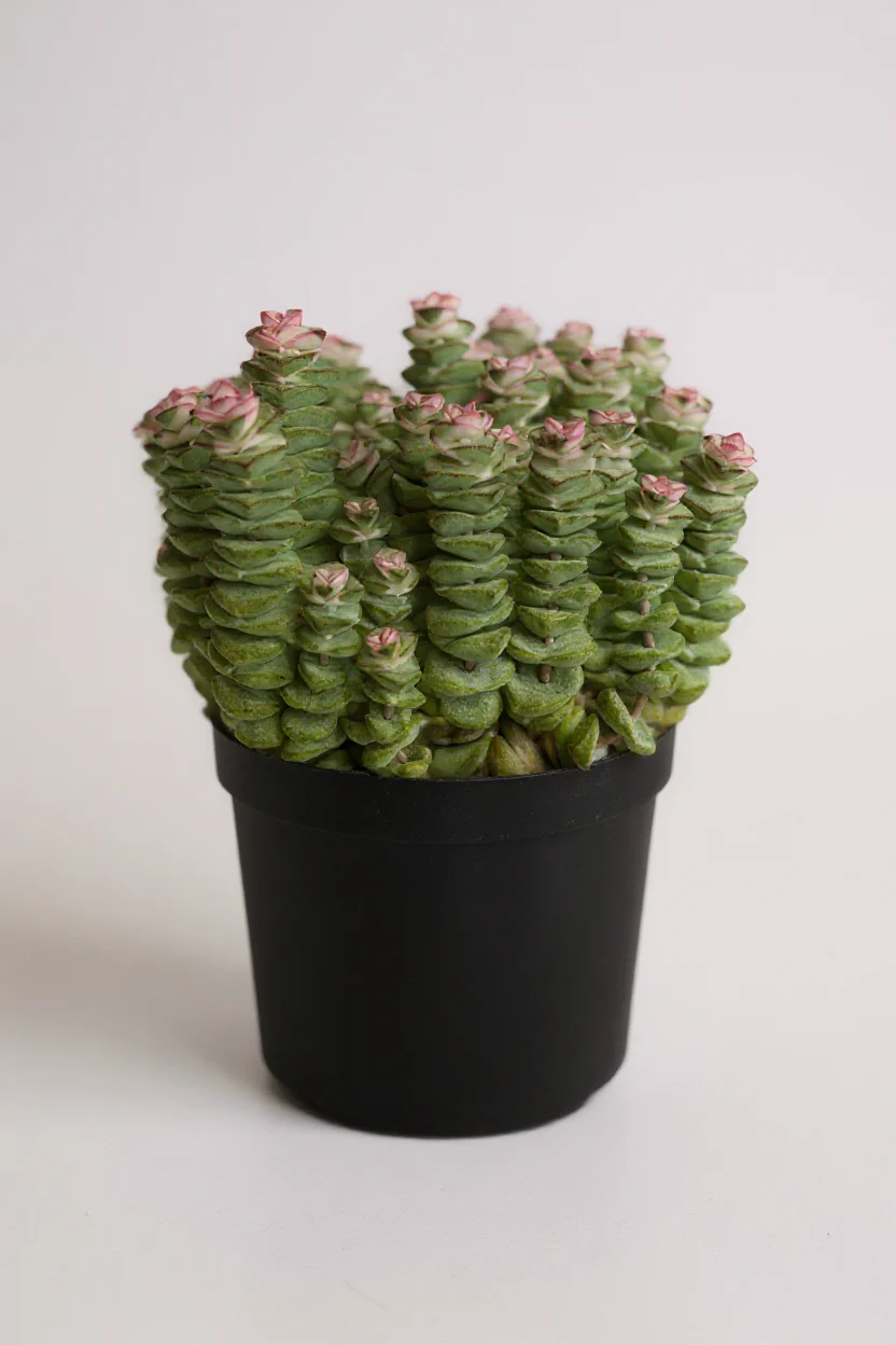 Crassula Perforata – String of Buttons - Image 2