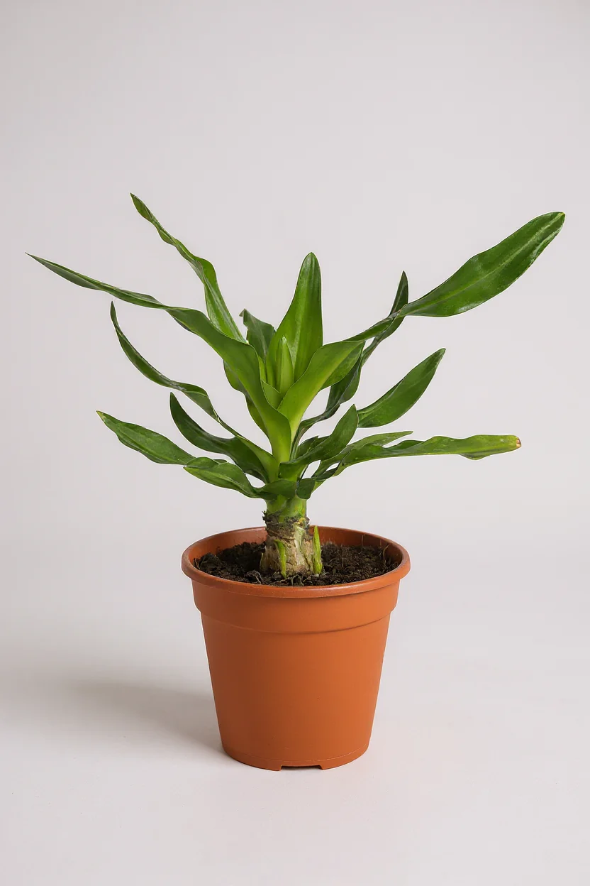 Crinum Superbum - Giant Spider Lily Bulb - Image 10