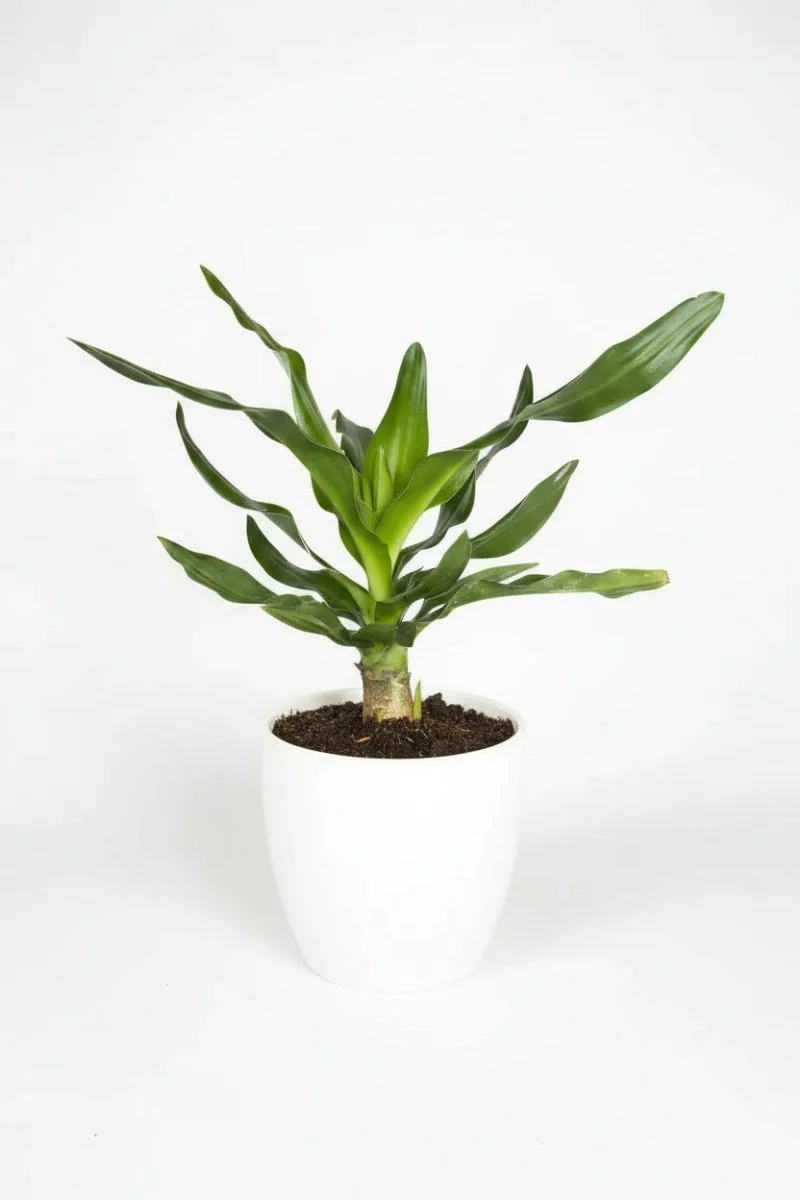Crinum Superbum - Giant Spider Lily Bulb - Image 7