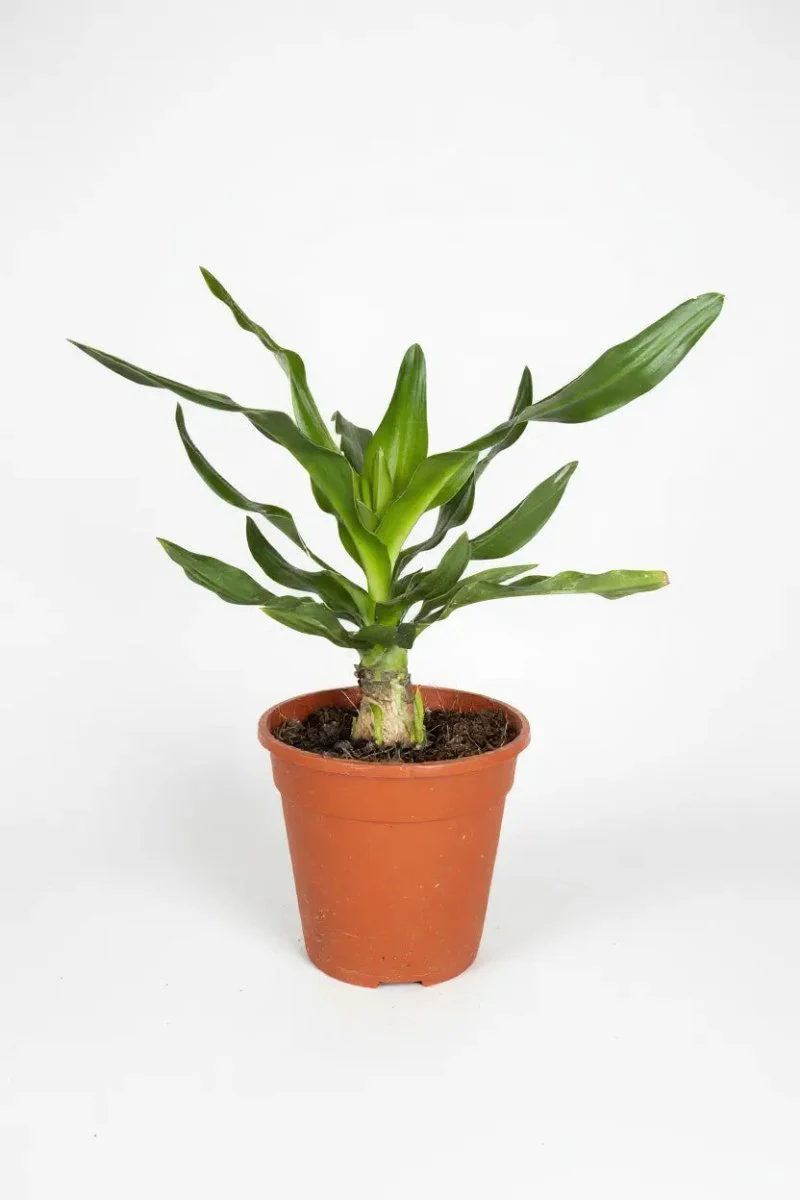 Crinum Superbum - Giant Spider Lily Bulb - Image 8