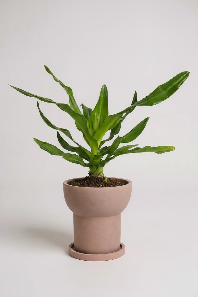 Crinum Superbum - Giant Spider Lily Bulb - Image 9