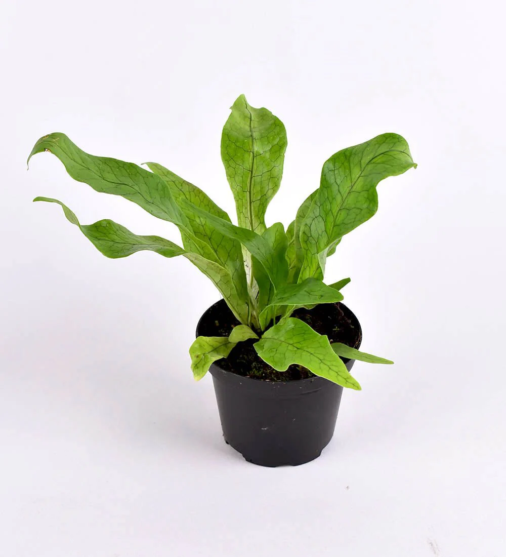 Crocodile Fern - Image 2
