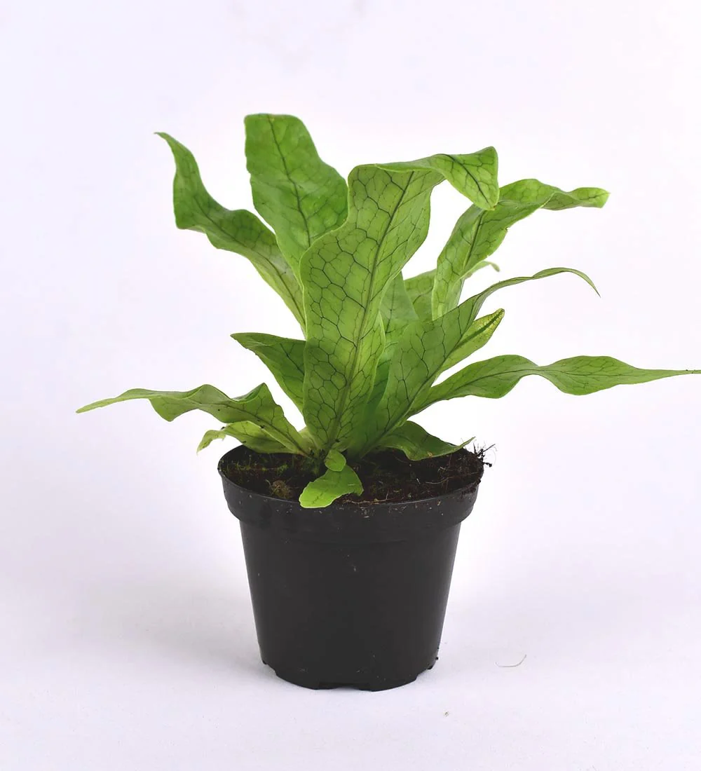 Crocodile Fern - Image 4