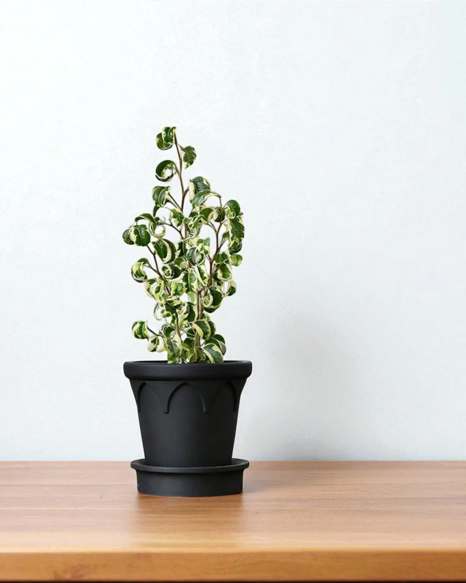 Crown Planter - Image 4