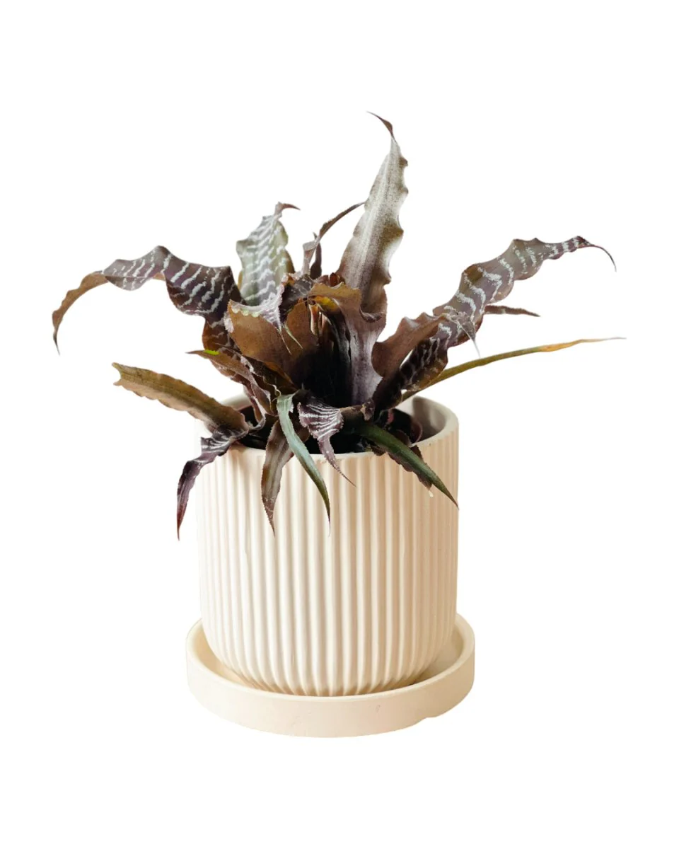 Cryptanthus Black Mystic - Image 10