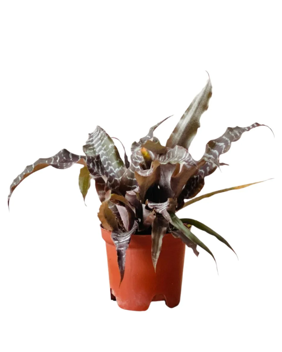 Cryptanthus Black Mystic - Image 11