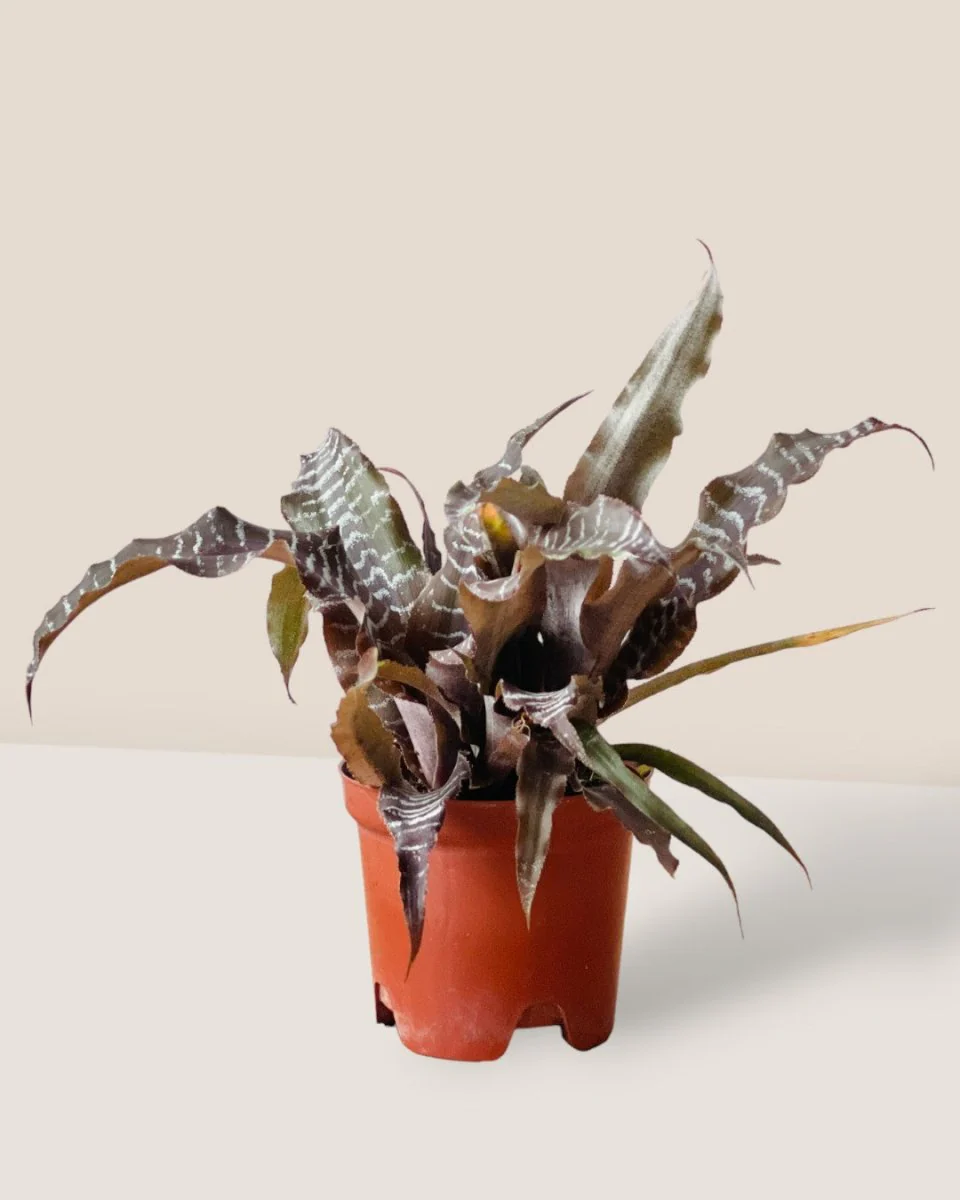 Cryptanthus Black Mystic - Image 12
