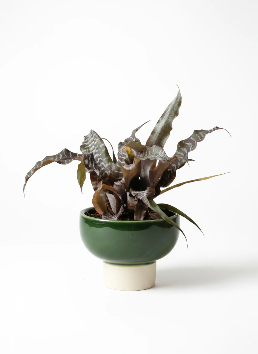 Cryptanthus Black Mystic - Image 6