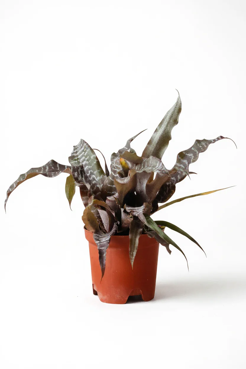 Cryptanthus Black Mystic - Image 7