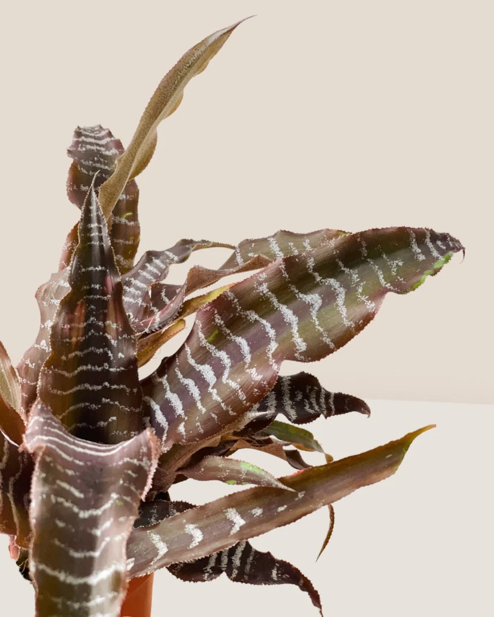 Cryptanthus Black Mystic - Image 8