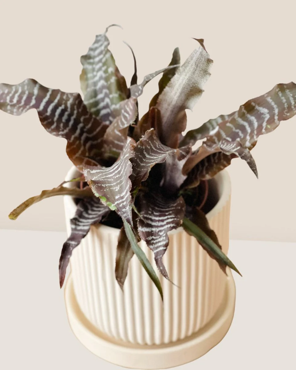 Cryptanthus Black Mystic - Image 9