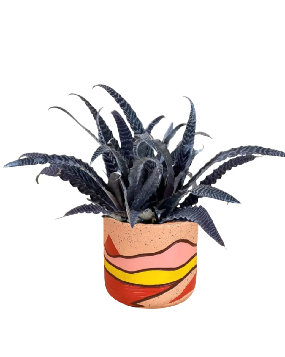 Cryptanthus Fosterianus - Image 10