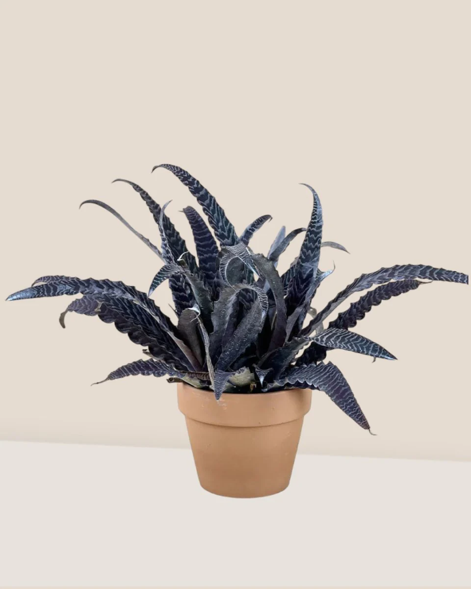 Cryptanthus Fosterianus - Image 12
