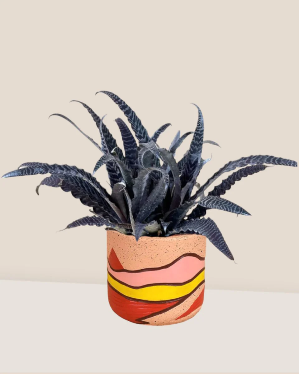 Cryptanthus Fosterianus - Image 13