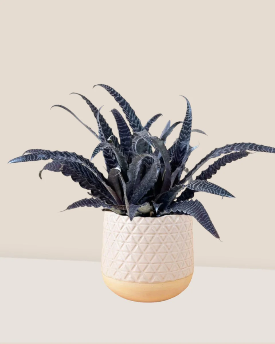 Cryptanthus Fosterianus - Image 14