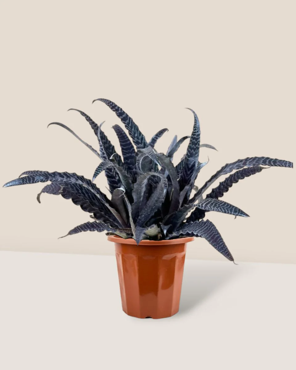 Cryptanthus Fosterianus - Image 15