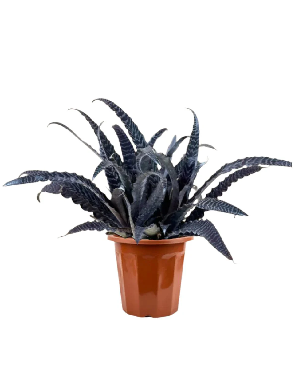 Cryptanthus Fosterianus - Image 16